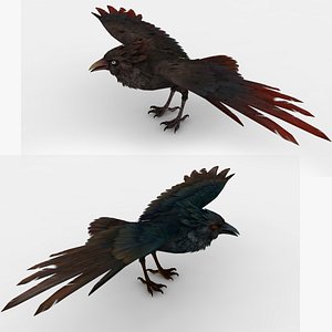 3D model 2 in 1 Carrion Crow Rigged and Animated