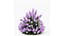 HQ Hydrangea Paniculata Phantom Spiraeacinerea Grefsheim