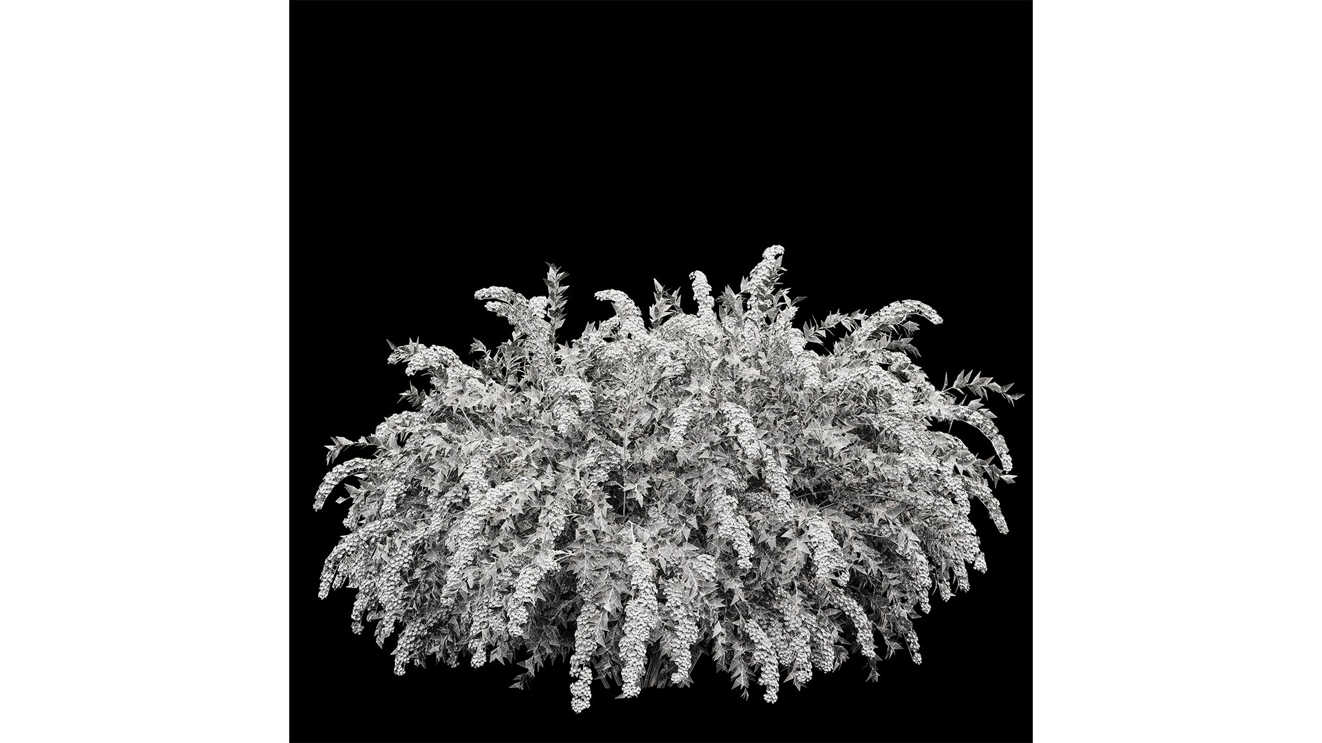 HQ Hydrangea Paniculata Phantom Spiraeacinerea Grefsheim 3D model https://p.turbosquid.com/ts-thumb/9G/PNx0Om/Eg/z05/png/1698478909/1920x1080/fit_q87/1bdb6fd5843218df5d420f3047a12e0db0976dc4/z05.jpg