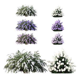 HQ Hydrangea Paniculata Phantom Spiraeacinerea Grefsheim 3D model
