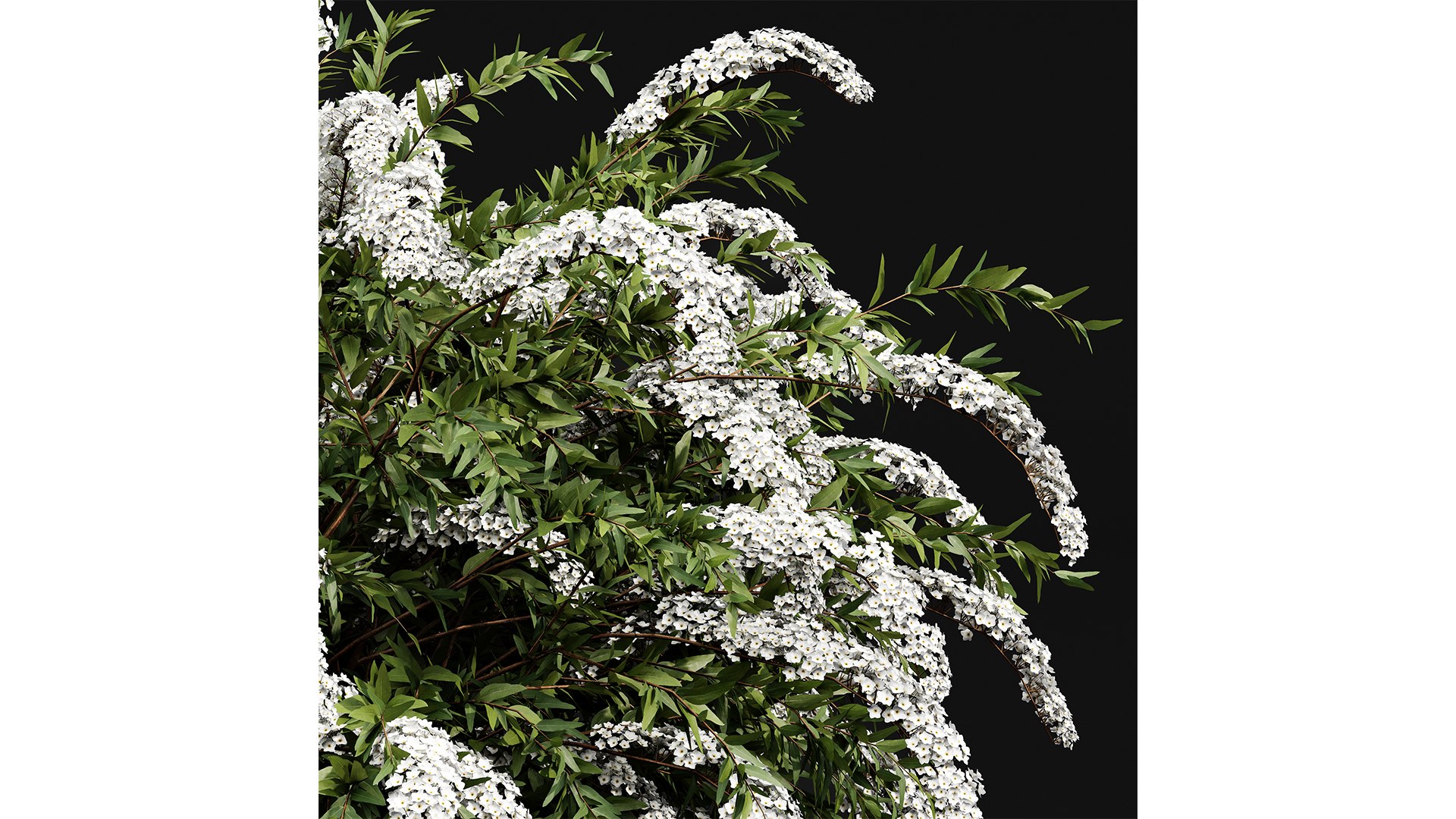 HQ Hydrangea Paniculata Phantom Spiraeacinerea Grefsheim 3D model https://p.turbosquid.com/ts-thumb/9G/PNx0Om/yO/z02/png/1698478891/1920x1080/fit_q87/a550a079fb9059d556ffd36d17947bad7feac204/z02.jpg