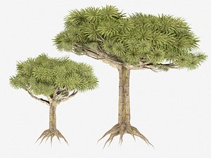 Dracaena 2 wood