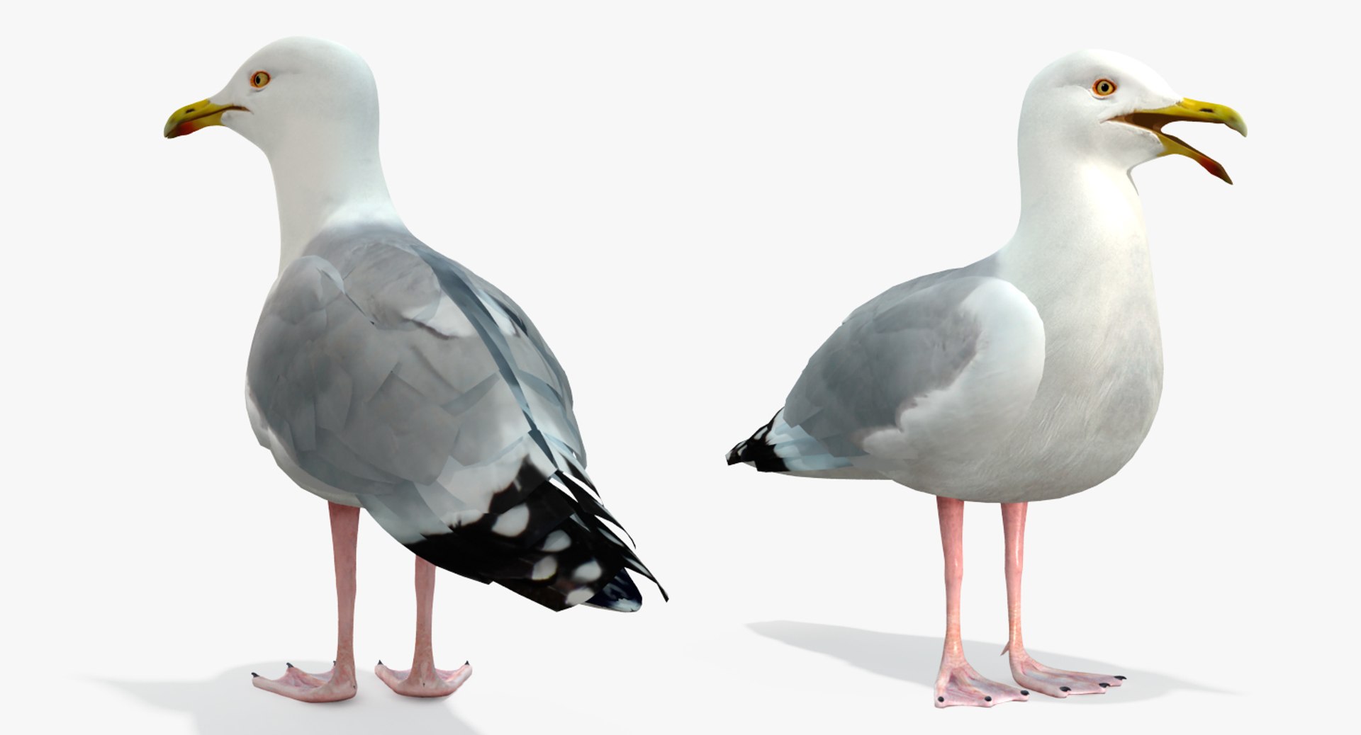 3d Model Seagull Rigged