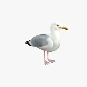 Seagull (Rigged)