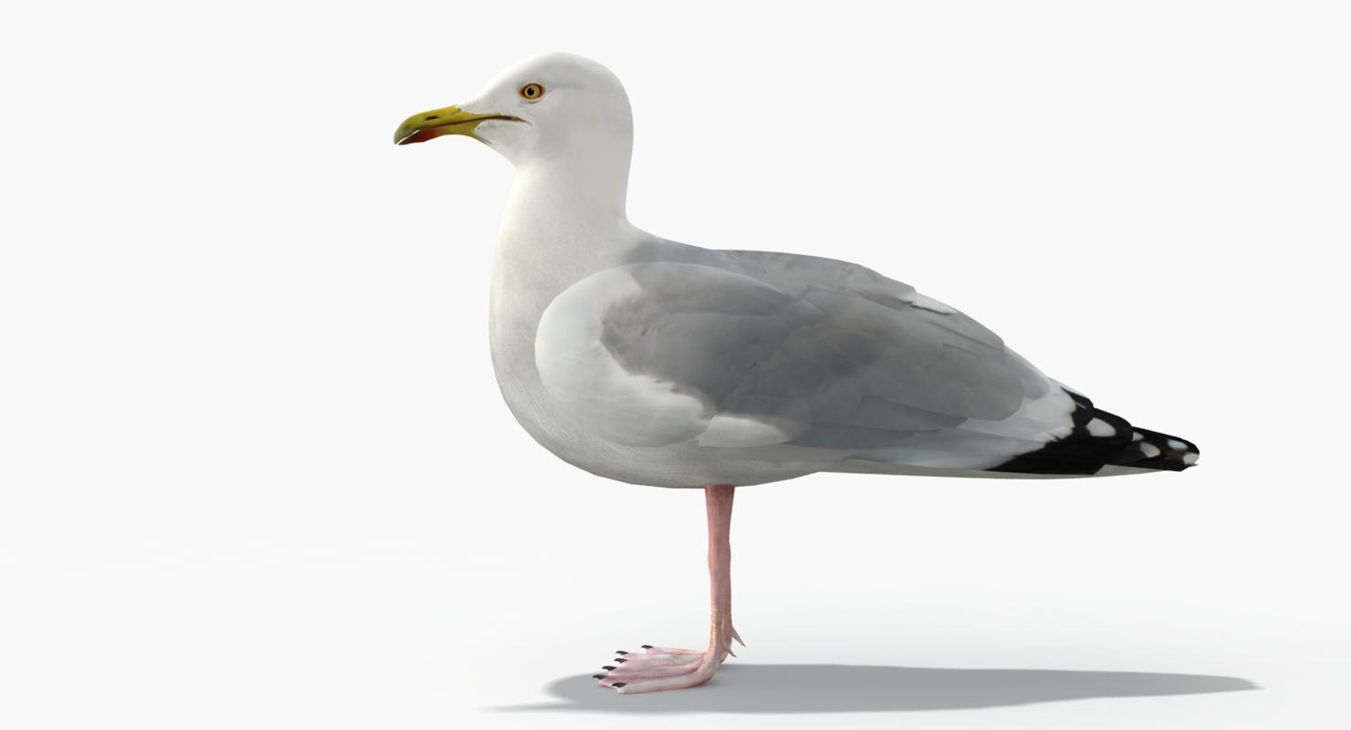 3d Model Seagull Rigged