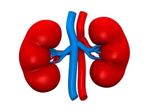 3d model kidney 3D model