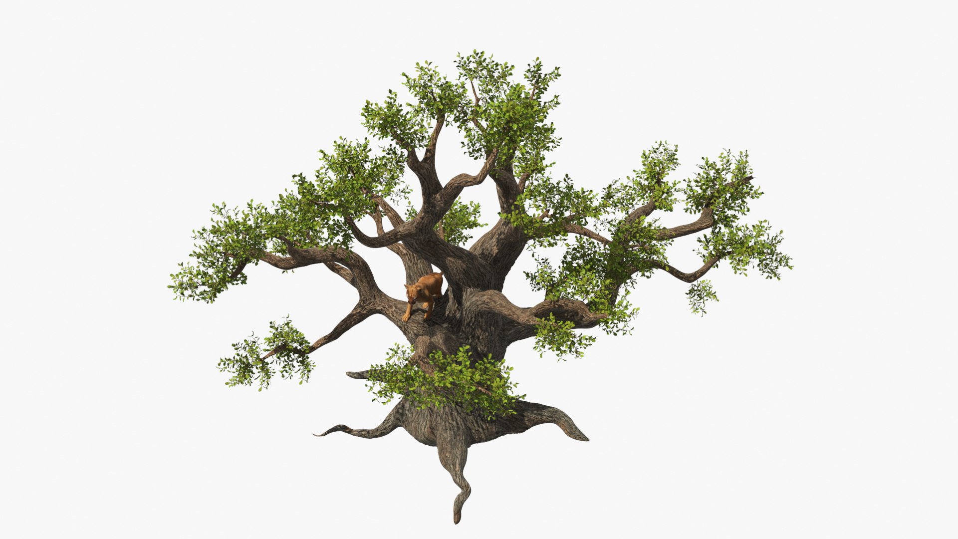 Puma Cub On Ancient Twisted Tree Fur 3D - TurboSquid 2352564