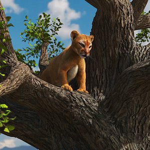 Puma Cub on Ancient Twisted Tree Fur
