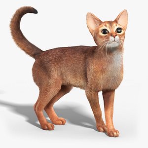 3d model abyssinian cat fur rigged