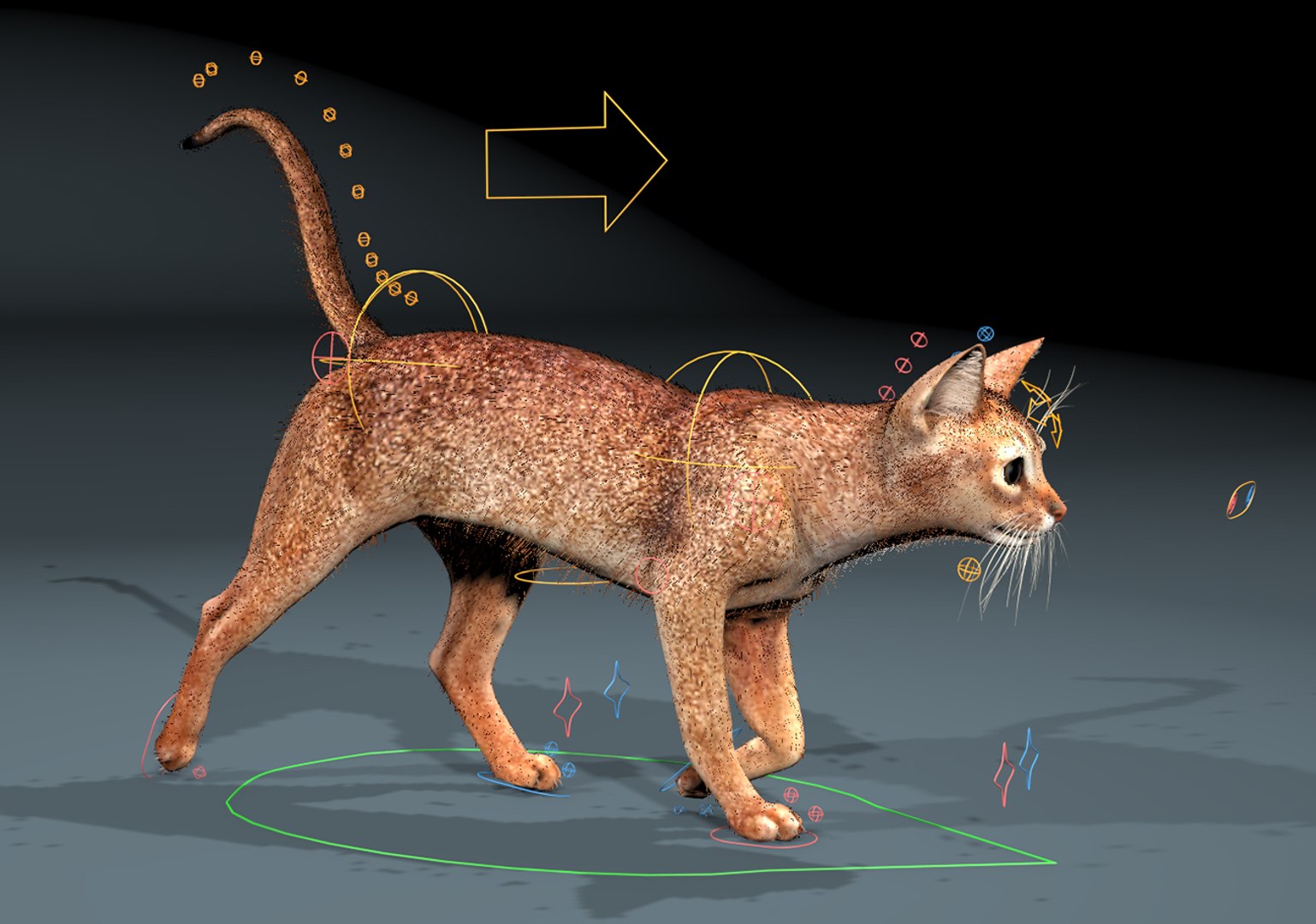 3d Model Abyssinian Cat Fur Rigged
