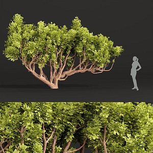 Australian trees vol 29-3dmodel