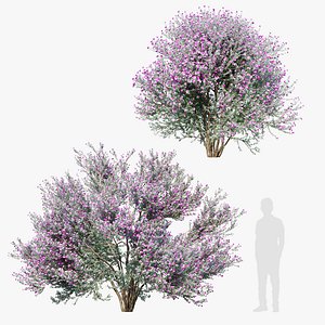Leucophyllum frutescens 3D model