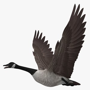 Branta Canadensis "Canadian Goose"