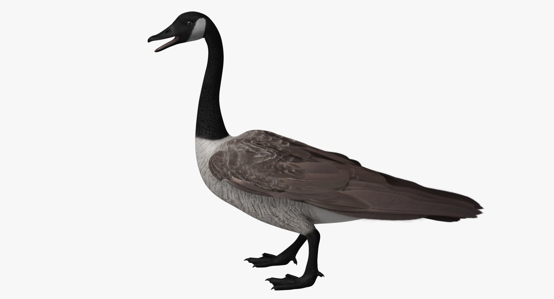 obj branta canadensis canada goose https://p.turbosquid.com/ts-thumb/9G/r3bsDN/G6mY9JOv/r06/jpg/1431343405/1920x1080/fit_q87/68be8c048168f8b6fe14503b4f89e9e9192fe89c/r06.jpg