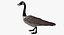 Branta Canadensis "Canadian Goose"