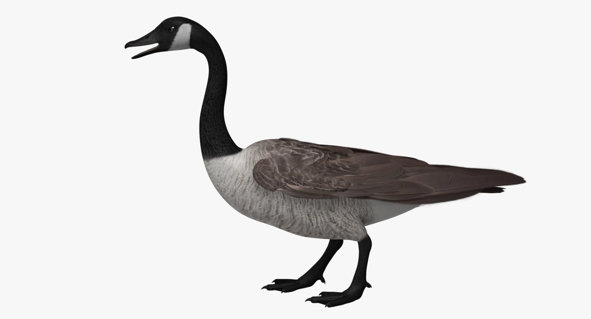 obj branta canadensis canada goose https://p.turbosquid.com/ts-thumb/9G/r3bsDN/HG5Cxut7/rn02/jpg/1431413546/1920x1080/fit_q87/bf25593b0f1e492f4b34b7d1621d2978ed3fc81b/rn02.jpg