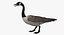 Branta Canadensis "Canadian Goose"
