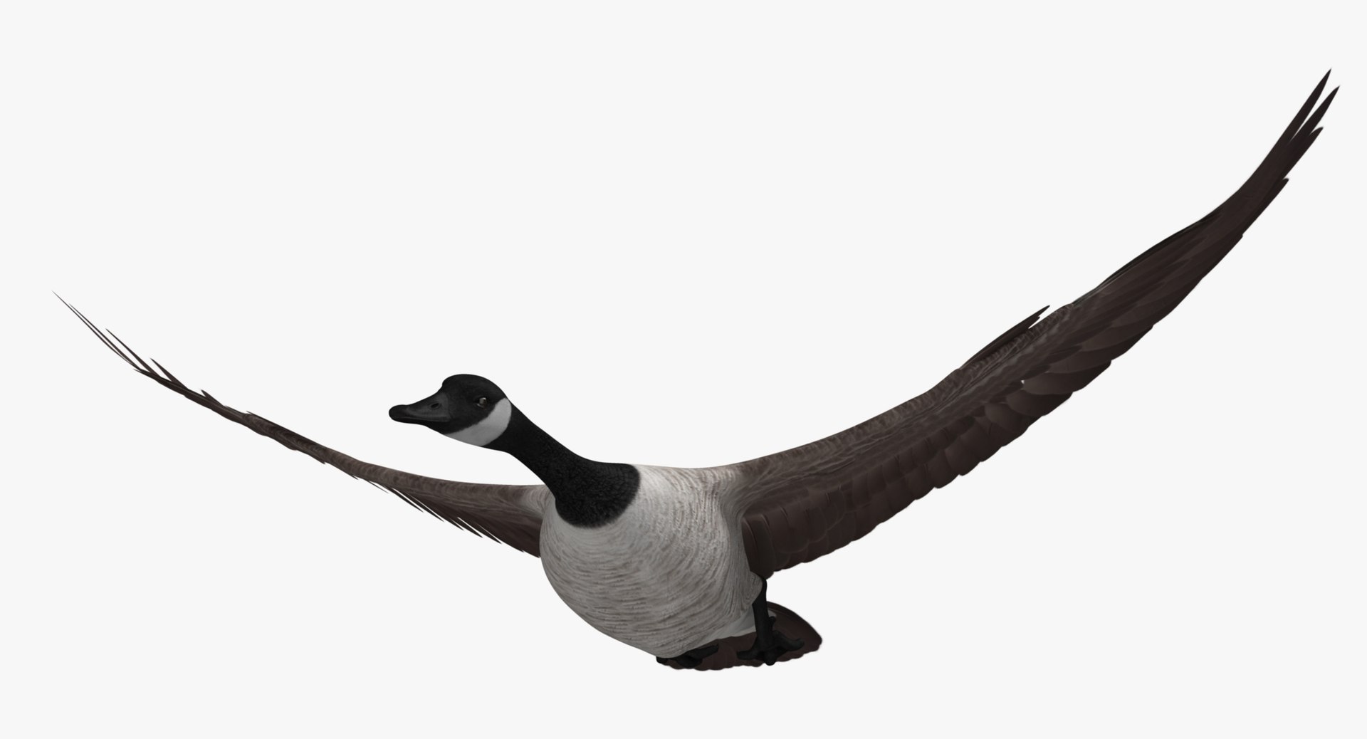 obj branta canadensis canada goose https://p.turbosquid.com/ts-thumb/9G/r3bsDN/MjMMVMfV/rr01/jpg/1431328870/1920x1080/fit_q87/d86194d51eb91d0cf10bebb15d26f2d9f239143a/rr01.jpg