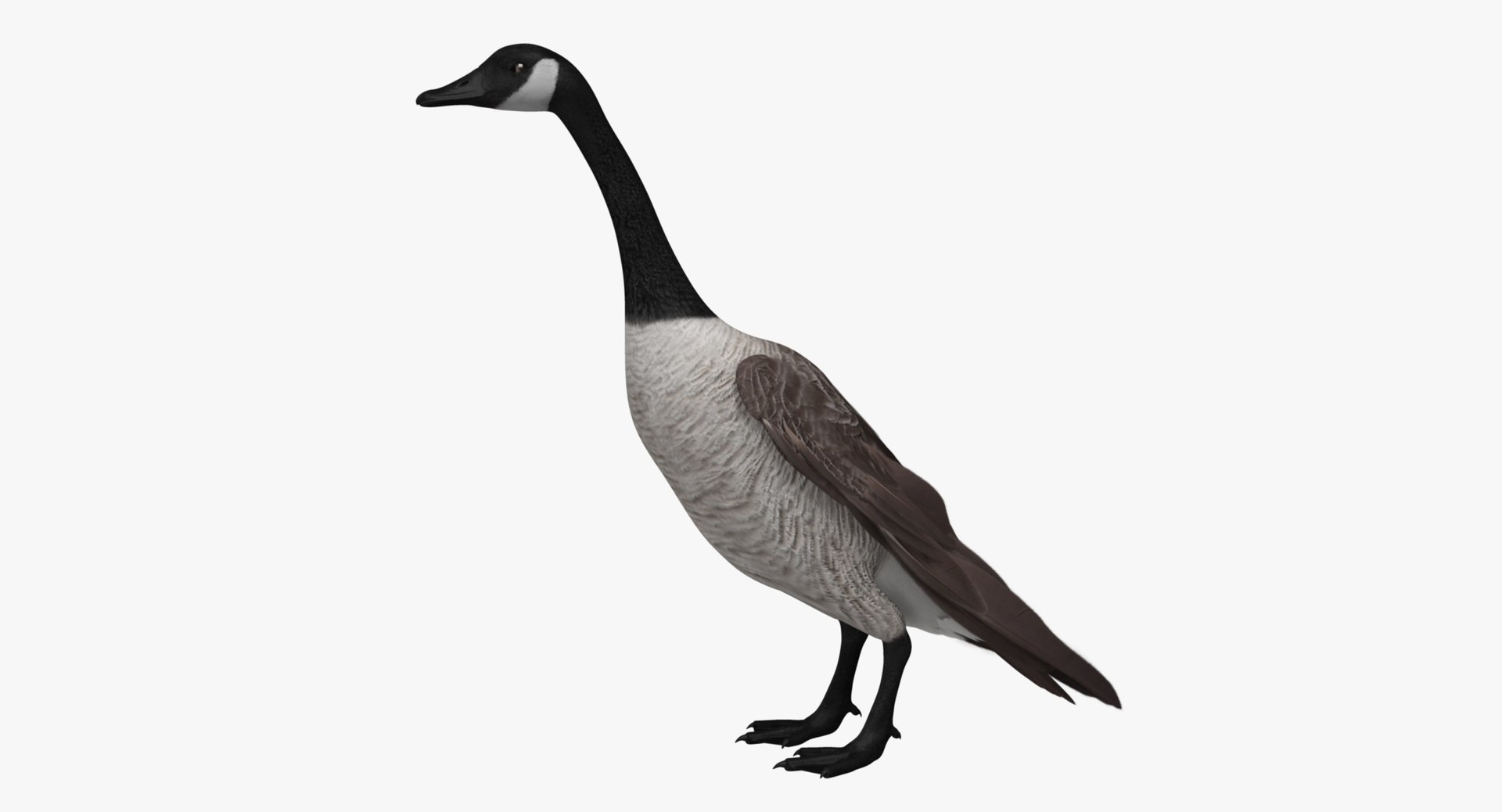 obj branta canadensis canada goose https://p.turbosquid.com/ts-thumb/9G/r3bsDN/O0SpUNRC/rr09/jpg/1431328870/1920x1080/fit_q87/0b3a8908a9c5d7b3592e1daabcc10e1b5cba4f6e/rr09.jpg
