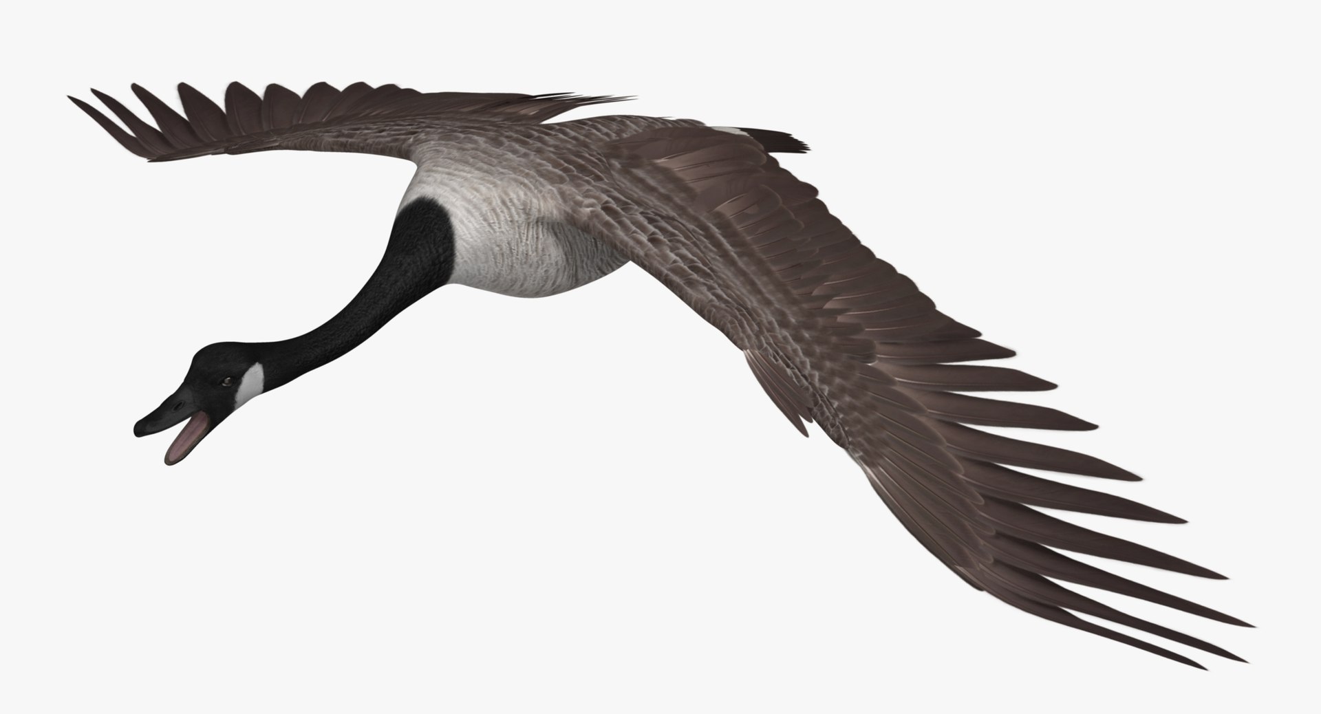 obj branta canadensis canada goose https://p.turbosquid.com/ts-thumb/9G/r3bsDN/b4JqX2I1/rr04/jpg/1431328870/1920x1080/fit_q87/11978de9b9276067c2a8c5b8d7bfb7d2b6b200b6/rr04.jpg