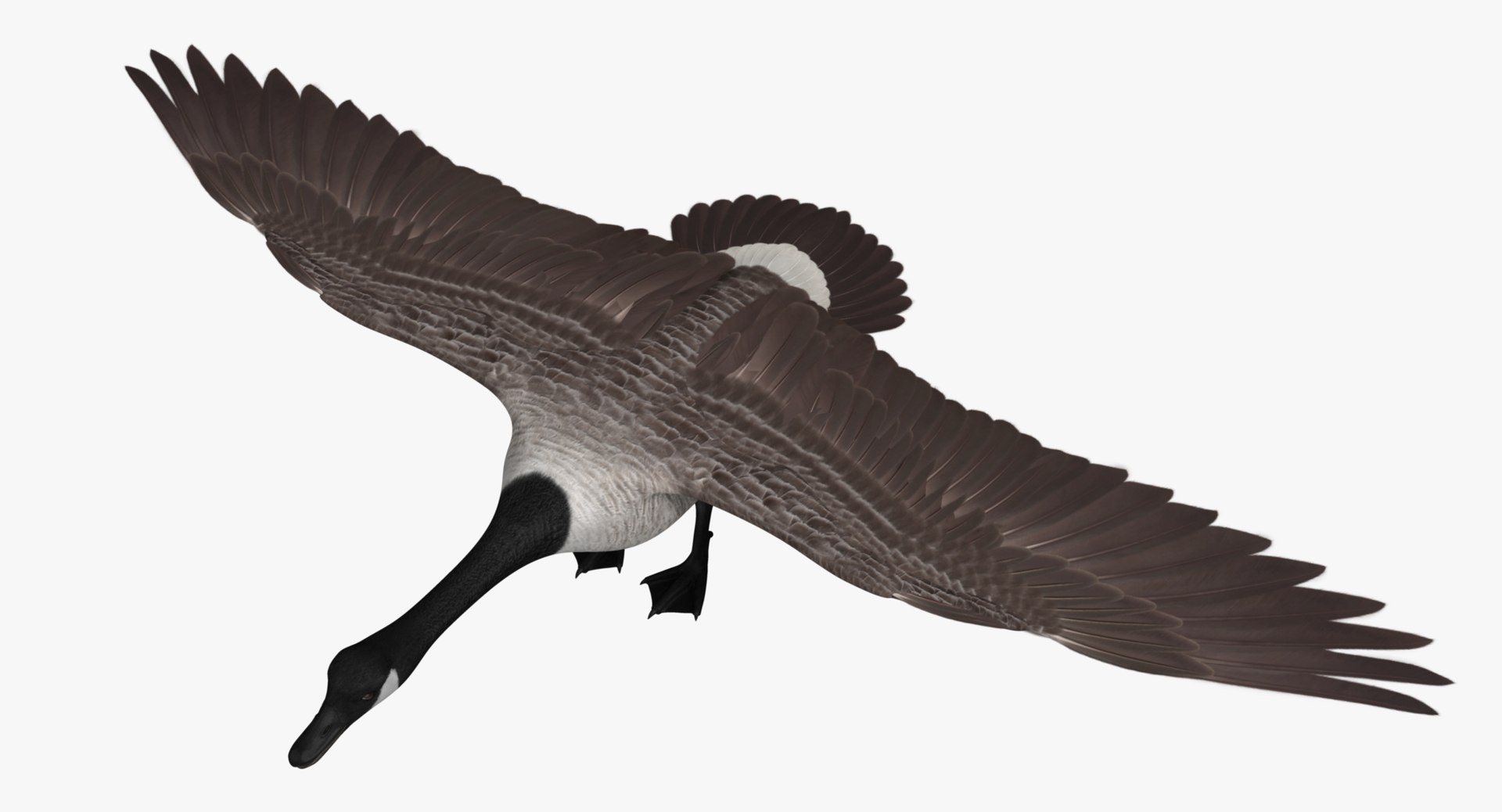 obj branta canadensis canada goose https://p.turbosquid.com/ts-thumb/9G/r3bsDN/cx7of46b/r03/jpg/1431327565/1920x1080/fit_q87/bfff30931e346da1fda1bf1023a512e8818f5395/r03.jpg