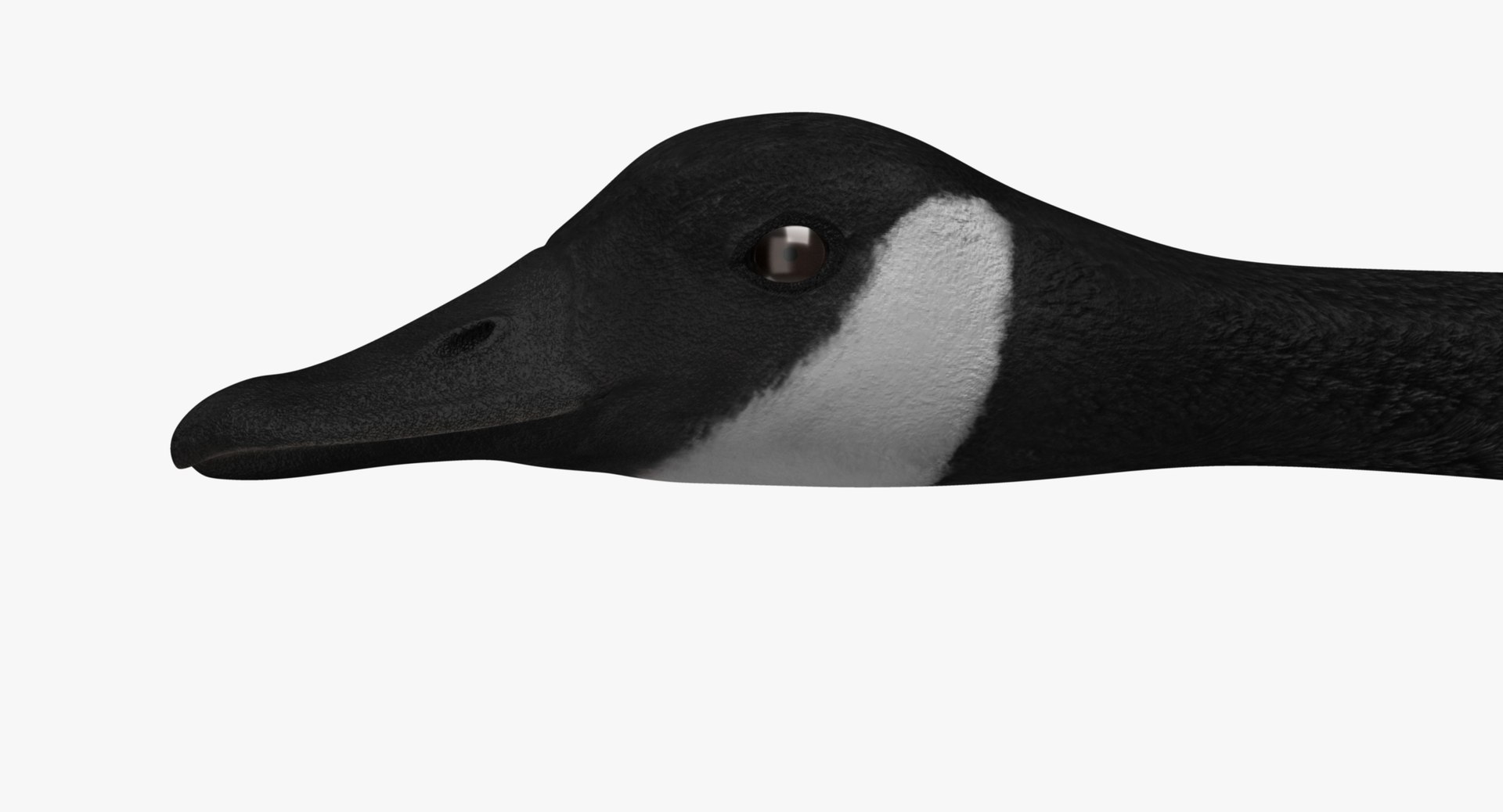 obj branta canadensis canada goose https://p.turbosquid.com/ts-thumb/9G/r3bsDN/efyBZdah/rr06/jpg/1431328870/1920x1080/fit_q87/93090186f2cb8e8c6364a3a478596c81a81c39d3/rr06.jpg