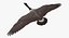 Branta Canadensis "Canadian Goose"
