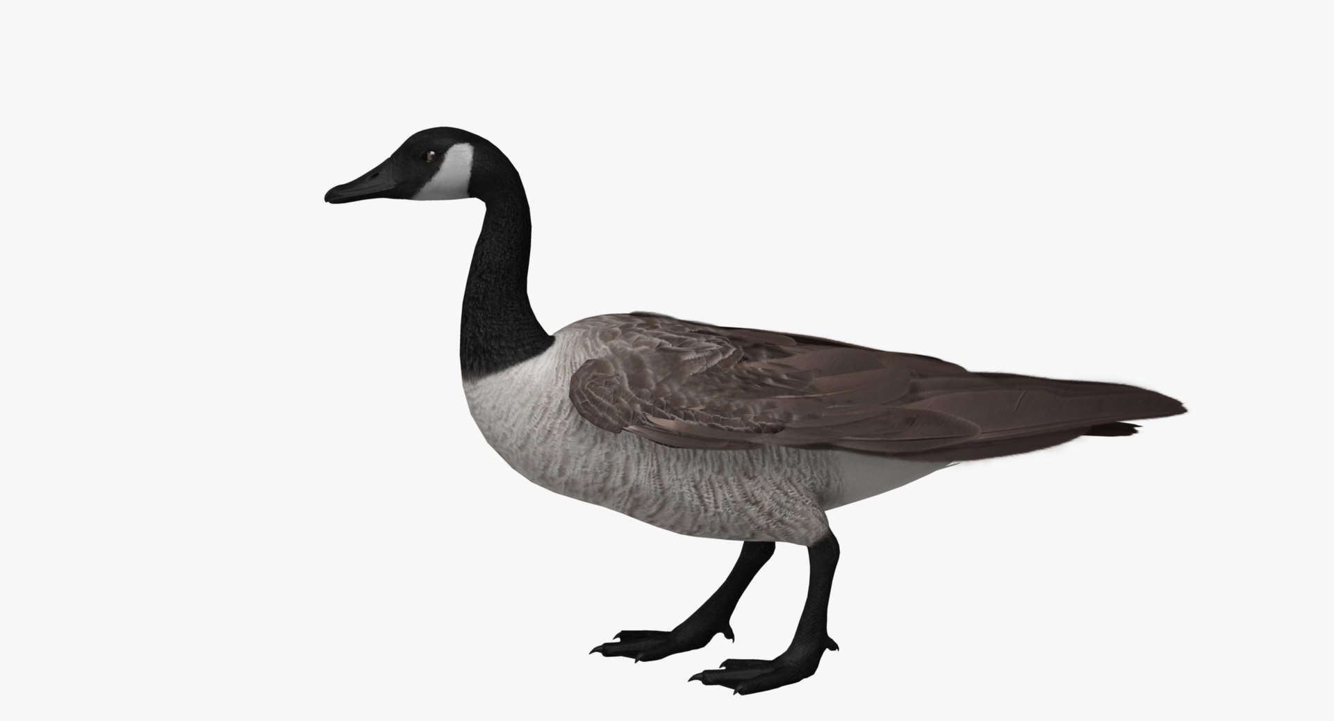 obj branta canadensis canada goose https://p.turbosquid.com/ts-thumb/9G/r3bsDN/t9Nzn6Vd/rn01/jpg/1431412608/1920x1080/fit_q87/1472c80cc4830e3f1184eaf235dead9a7c283b3f/rn01.jpg
