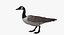 Branta Canadensis "Canadian Goose"