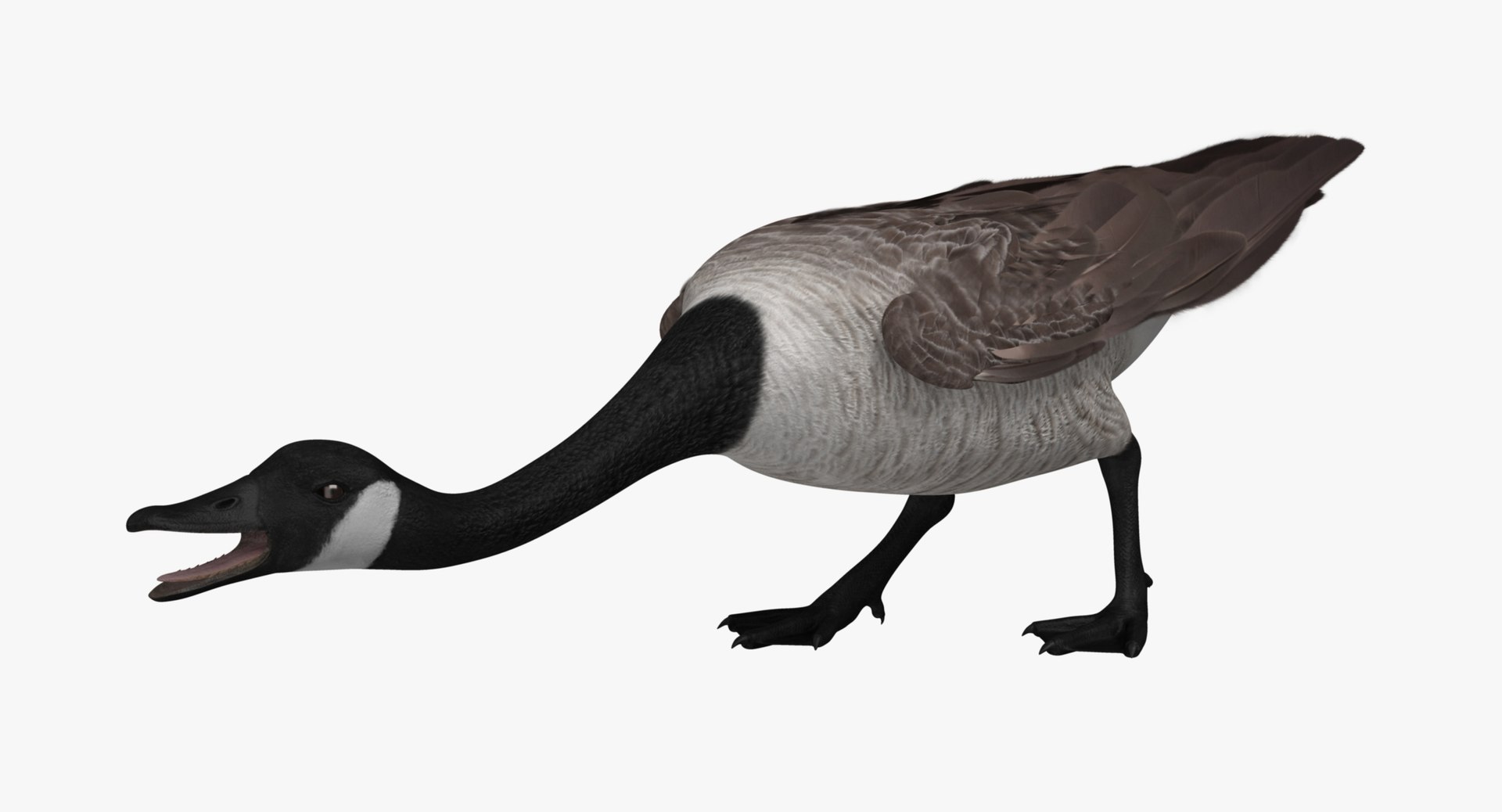 obj branta canadensis canada goose https://p.turbosquid.com/ts-thumb/9G/r3bsDN/uuQ9xmwd/r04/jpg/1431338855/1920x1080/fit_q87/b0ce6f738b72f16c4ba69c54c28a763926d66b8a/r04.jpg