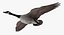 Branta Canadensis "Canadian Goose"