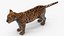 Leopard Cub Rigged with Fur 3D