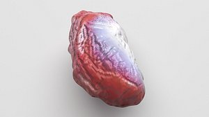 3D model Chicken Stomach
