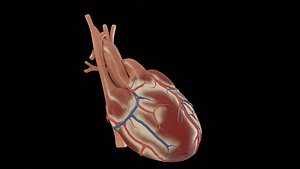 3D human heart model