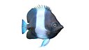 Black Pyramid Butterflyfish
