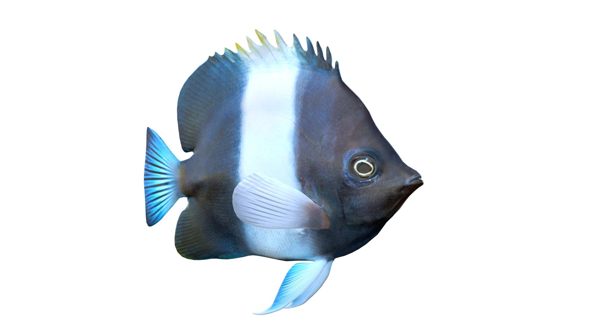 3D 50 Fish Sea Creature Collection v3 https://p.turbosquid.com/ts-thumb/9H/IJzy1F/KU/1/jpg/1774423580/1920x1080/fit_q87/9b765264838ee35a4f1db87bbc0da7c05dcbf09a/1.jpg