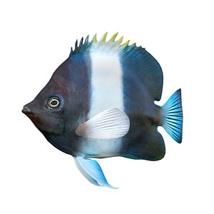 3D model Black Pyramid Butterflyfish