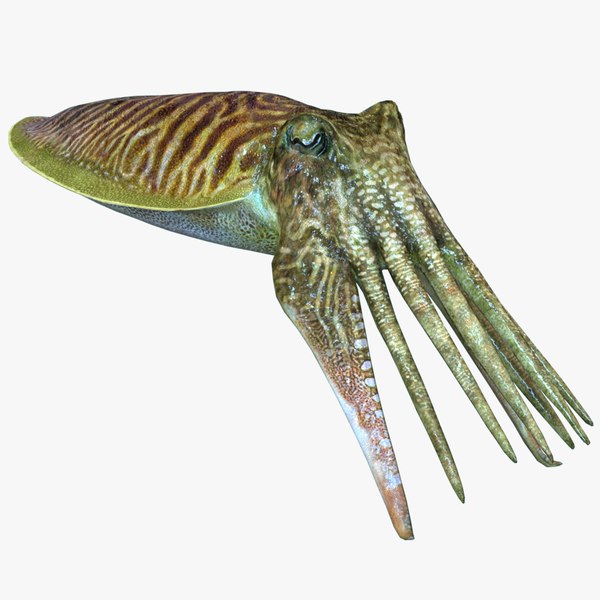 Animal 3D Models for Download | TurboSquid