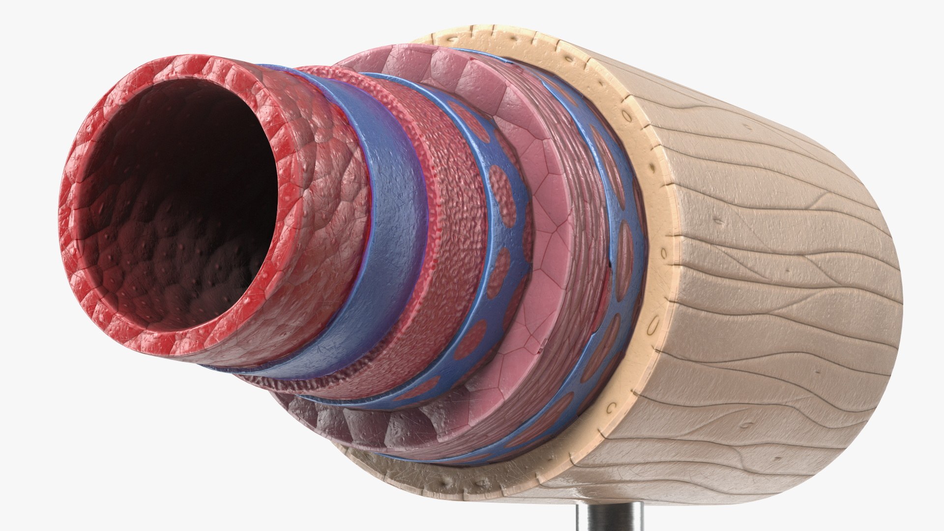Anatomical Model Blood Vessels in Cross Section on Shaft 3D model https://p.turbosquid.com/ts-thumb/9H/P75ctW/0D/anatomical_model_blood_vessels_in_cross_section_on_shaft_011/jpg/1744287089/1920x1080/fit_q87/ded2bd246973b30080b4385fcdb68530f4ae12f2/anatomical_model_blood_vessels_in_cross_section_on_shaft_011.jpg