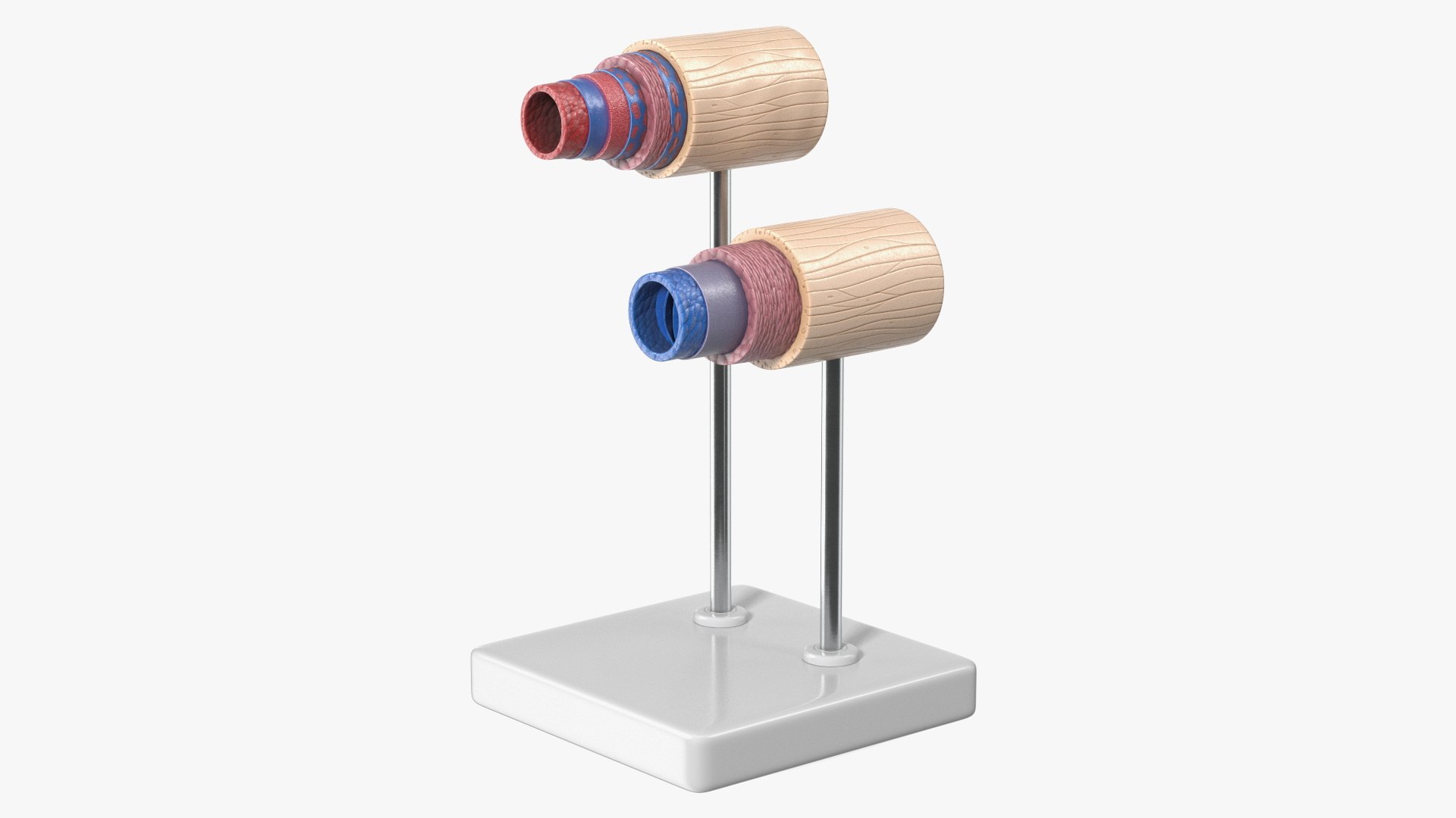 Anatomical Model Blood Vessels in Cross Section on Shaft 3D model https://p.turbosquid.com/ts-thumb/9H/P75ctW/0Y/anatomical_model_blood_vessels_in_cross_section_on_shaft_002/jpg/1744283864/1920x1080/fit_q87/f4124621fc10ff4609748e0ac8c36fe7a23d2858/anatomical_model_blood_vessels_in_cross_section_on_shaft_002.jpg