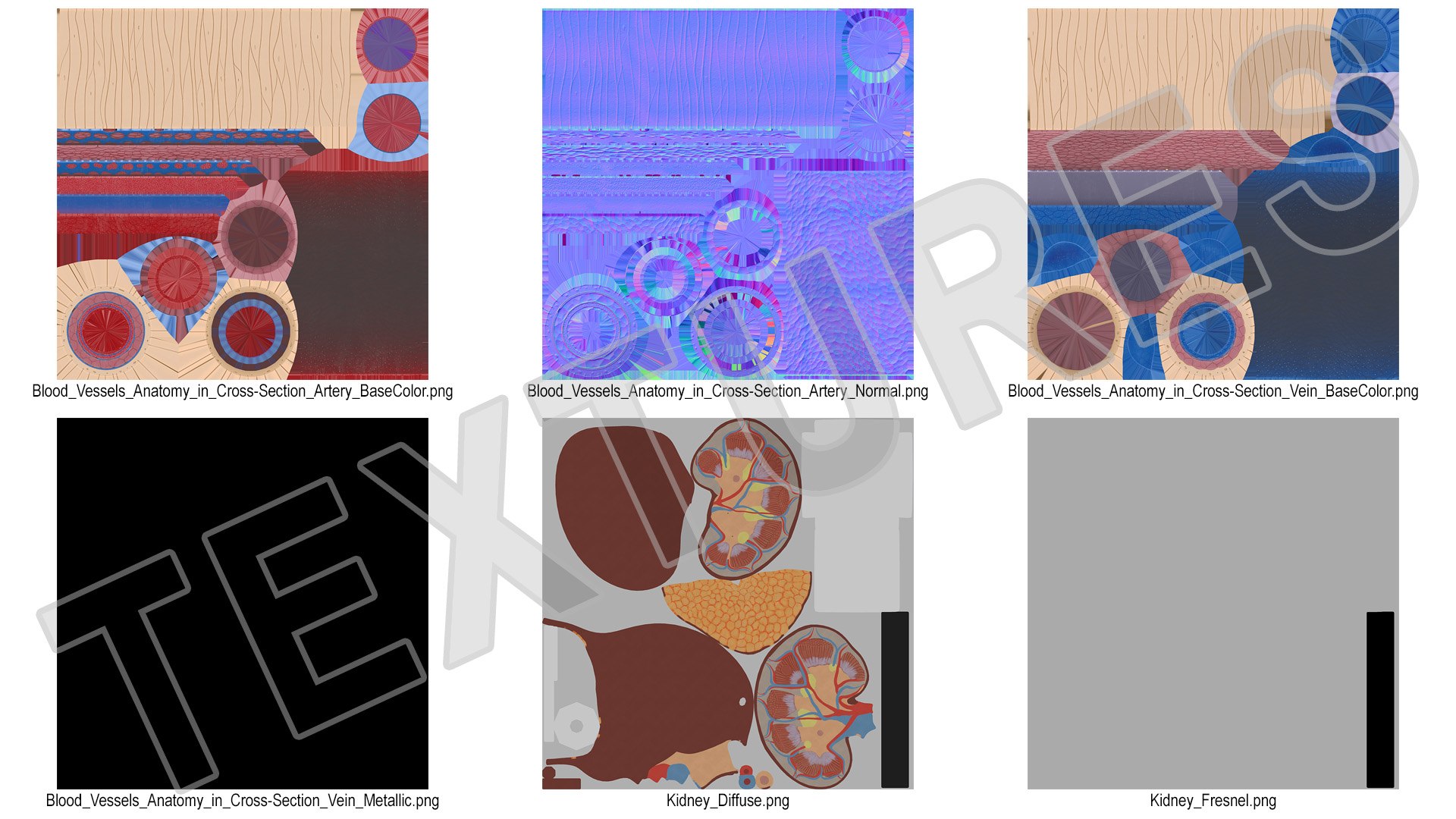 Anatomical Model Blood Vessels in Cross Section on Shaft 3D model https://p.turbosquid.com/ts-thumb/9H/P75ctW/2f/anatomical_model_blood_vessels_in_cross_section_on_shaft_015/jpg/1744287098/1920x1080/fit_q87/aefd0c484bb44ef775f6ebb04754ae057db5362b/anatomical_model_blood_vessels_in_cross_section_on_shaft_015.jpg