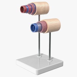 Anatomical Model Blood Vessels in Cross Section on Shaft 3D model