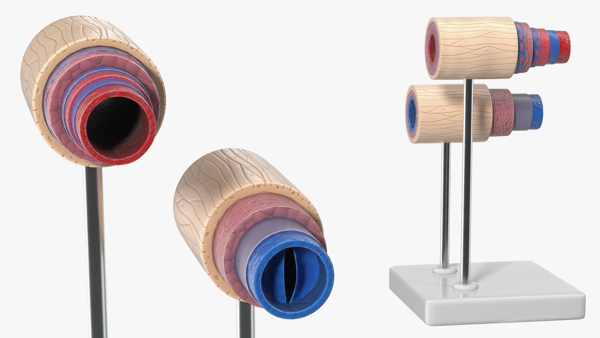 Anatomical Model Blood Vessels in Cross Section on Shaft 3D model https://p.turbosquid.com/ts-thumb/9H/P75ctW/RM/anatomical_model_blood_vessels_in_cross_section_on_shaft_006/jpg/1744287083/1920x1080/fit_q87/be0b1d1c0b2d5007d4a642df6302548465d3c68f/anatomical_model_blood_vessels_in_cross_section_on_shaft_006.jpg