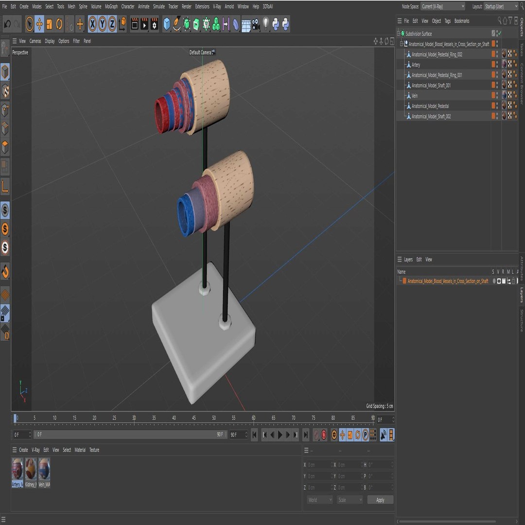 Anatomical Model Blood Vessels in Cross Section on Shaft 3D model https://p.turbosquid.com/ts-thumb/9H/P75ctW/S1/anatomical_model_blood_vessels_in_cross_section_on_shaft_1003/jpg/1744287108/1920x1080/fit_q87/f741ceedc81333849eace0c89c8e805be7379f64/anatomical_model_blood_vessels_in_cross_section_on_shaft_1003.jpg