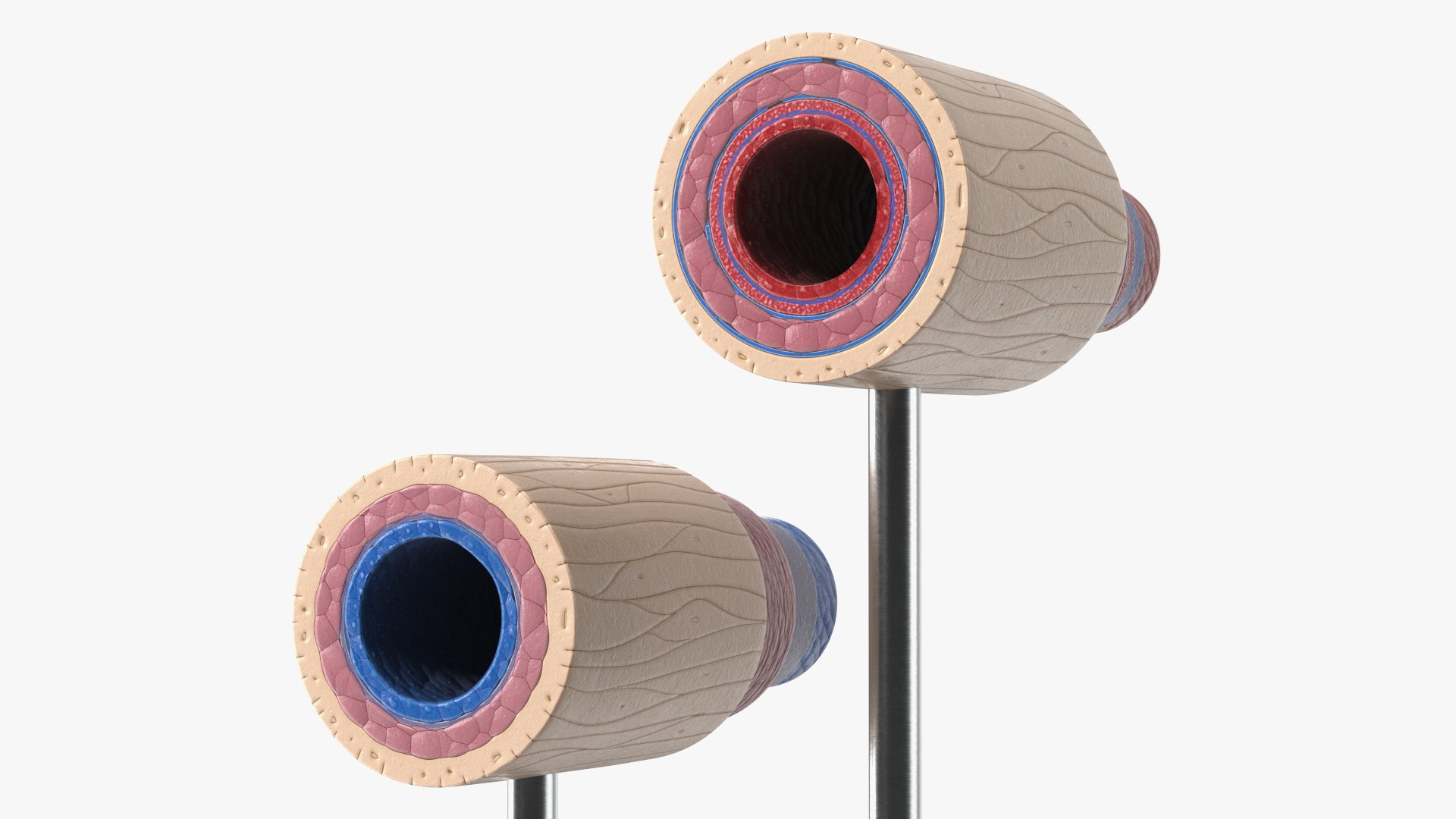 Anatomical Model Blood Vessels in Cross Section on Shaft 3D model https://p.turbosquid.com/ts-thumb/9H/P75ctW/V7/anatomical_model_blood_vessels_in_cross_section_on_shaft_007/jpg/1744287083/1920x1080/fit_q87/2961f61be23824ac242565b9e142885576c2e090/anatomical_model_blood_vessels_in_cross_section_on_shaft_007.jpg