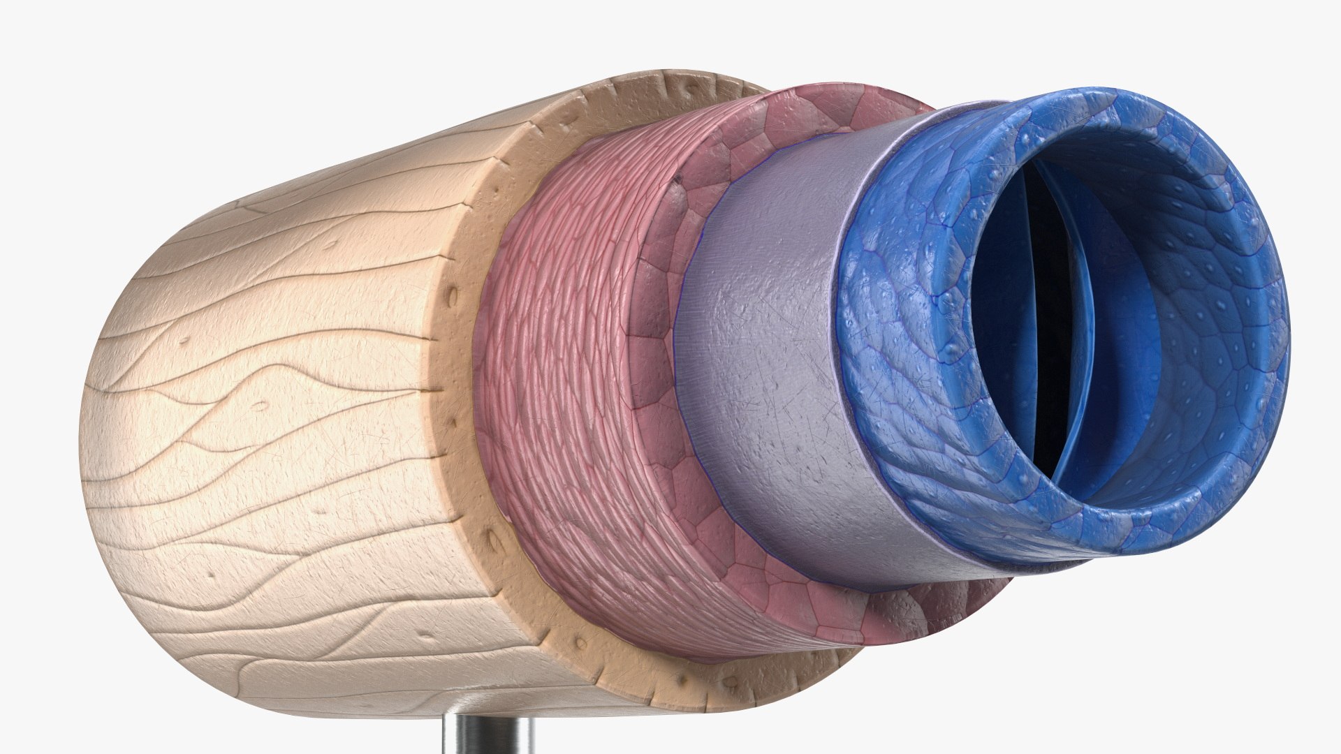 Anatomical Model Blood Vessels in Cross Section on Shaft 3D model https://p.turbosquid.com/ts-thumb/9H/P75ctW/i5/anatomical_model_blood_vessels_in_cross_section_on_shaft_010/jpg/1744287089/1920x1080/fit_q87/99aa46d05fcc07a1ec1b8e863e4958545e64c5e6/anatomical_model_blood_vessels_in_cross_section_on_shaft_010.jpg