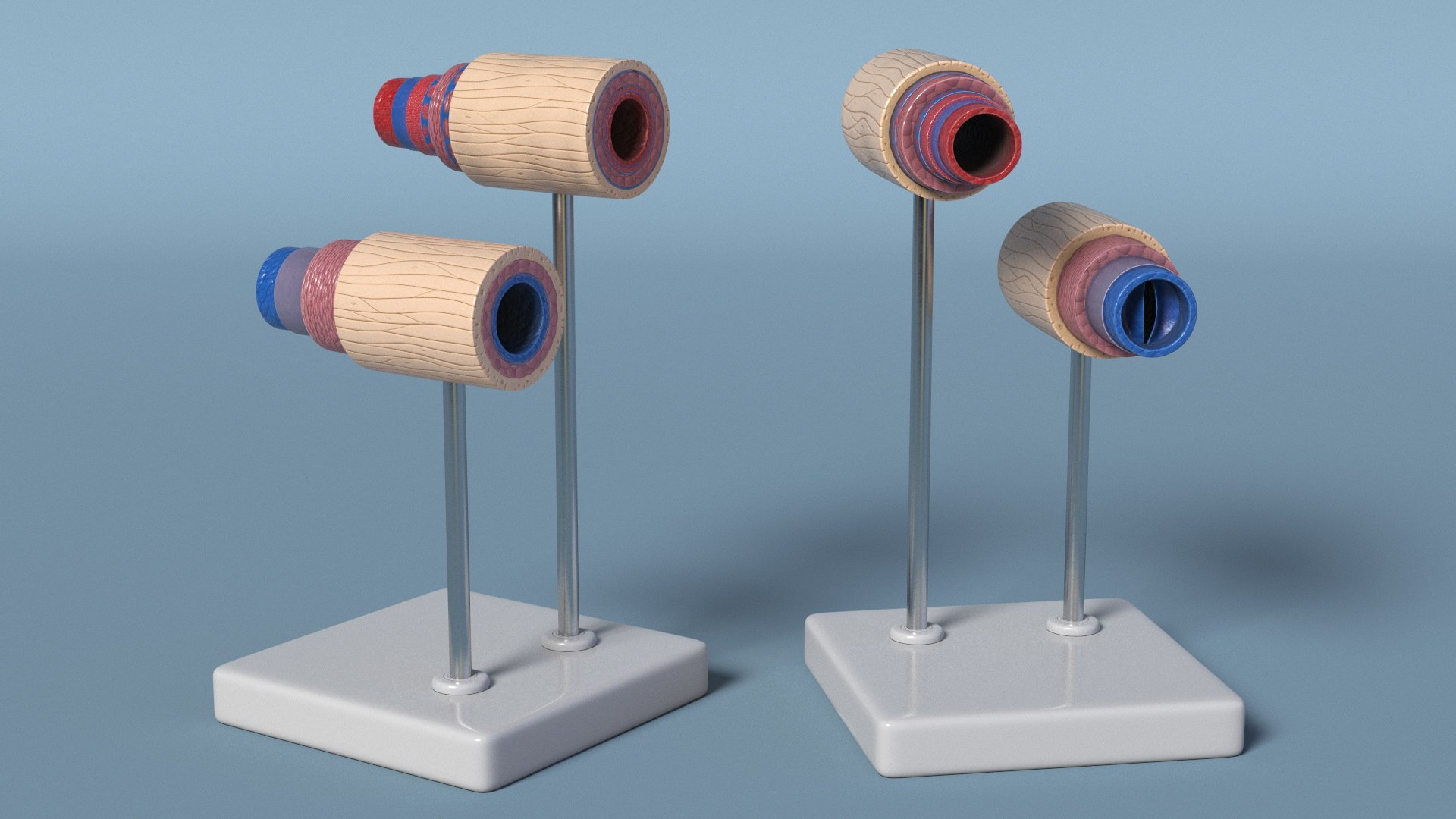 Anatomical Model Blood Vessels in Cross Section on Shaft 3D model https://p.turbosquid.com/ts-thumb/9H/P75ctW/pp/anatomical_model_blood_vessels_in_cross_section_on_shaft_005/jpg/1744287080/1920x1080/fit_q87/077f9c88f892e950d5648aecc6951ad5e556e079/anatomical_model_blood_vessels_in_cross_section_on_shaft_005.jpg