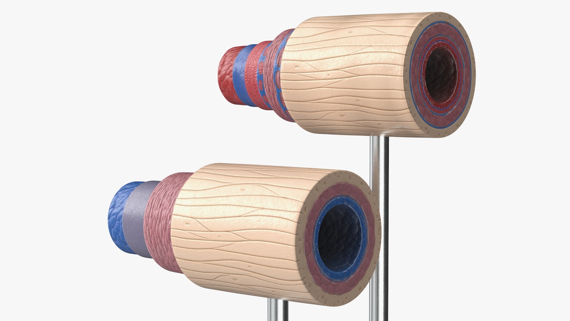 Anatomical Model Blood Vessels in Cross Section on Shaft 3D model https://p.turbosquid.com/ts-thumb/9H/P75ctW/pv/anatomical_model_blood_vessels_in_cross_section_on_shaft_008/jpg/1744287084/1920x1080/fit_q87/ff478ed60a050a28e16dd044d9df7205dc7128b2/anatomical_model_blood_vessels_in_cross_section_on_shaft_008.jpg