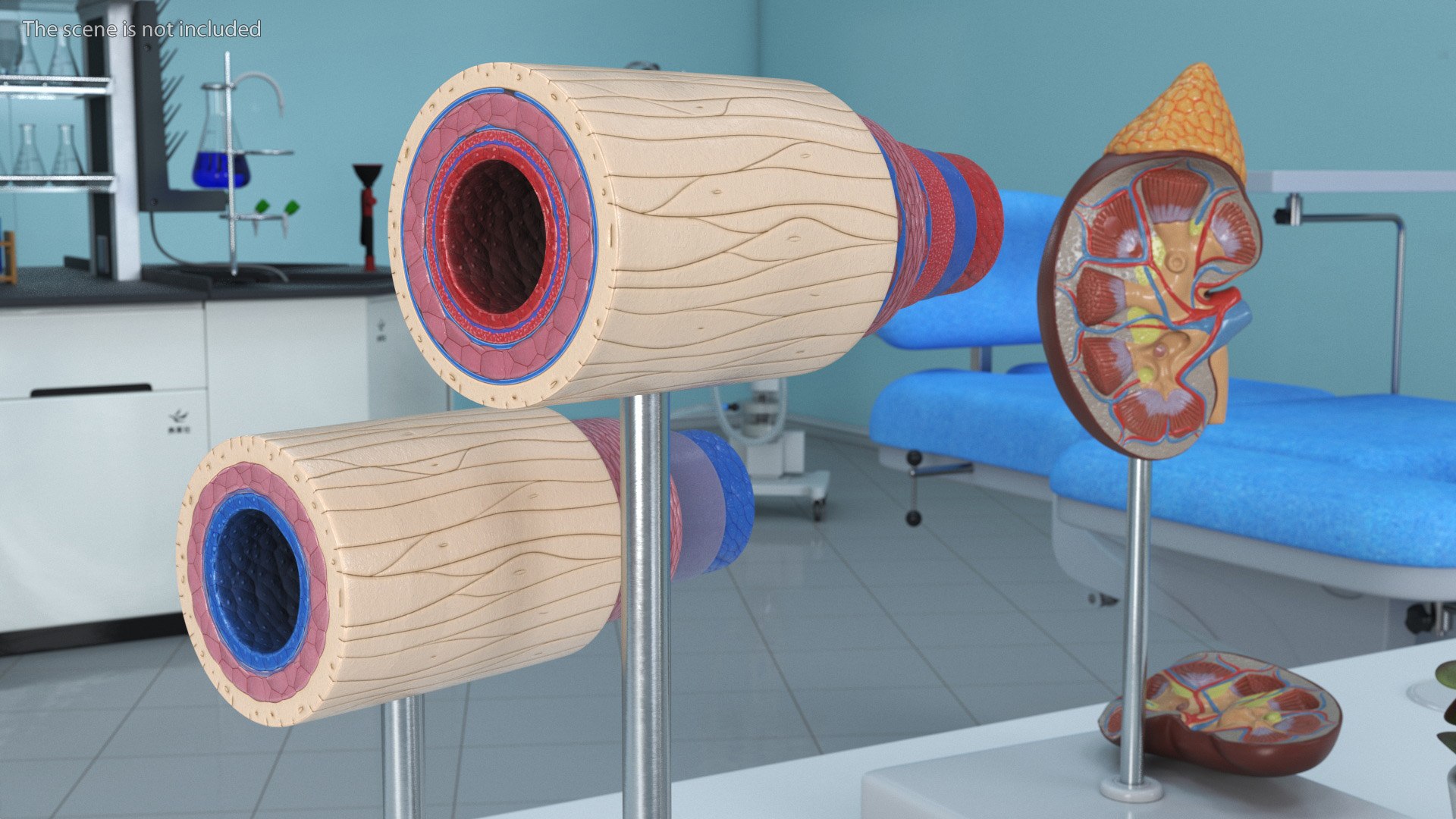 Anatomical Model Blood Vessels in Cross Section on Shaft 3D model https://p.turbosquid.com/ts-thumb/9H/P75ctW/xW/anatomical_model_blood_vessels_in_cross_section_on_shaft_004/jpg/1744287081/1920x1080/fit_q87/1de52b8ac99afa75463c42d21b7a3a38e68dbf94/anatomical_model_blood_vessels_in_cross_section_on_shaft_004.jpg