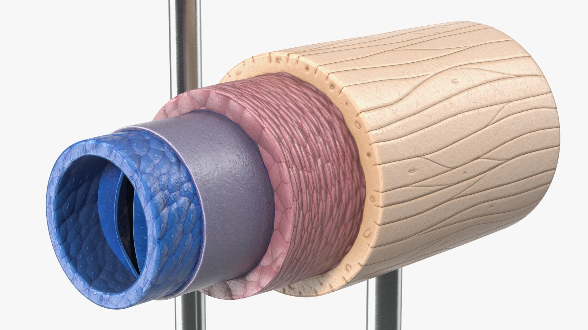 Anatomical Model Blood Vessels in Cross Section on Shaft 3D model https://p.turbosquid.com/ts-thumb/9H/P75ctW/zJ/anatomical_model_blood_vessels_in_cross_section_on_shaft_009/jpg/1744287088/1920x1080/fit_q87/233ea4b396b6c02e08a64fe51802218456b4250c/anatomical_model_blood_vessels_in_cross_section_on_shaft_009.jpg